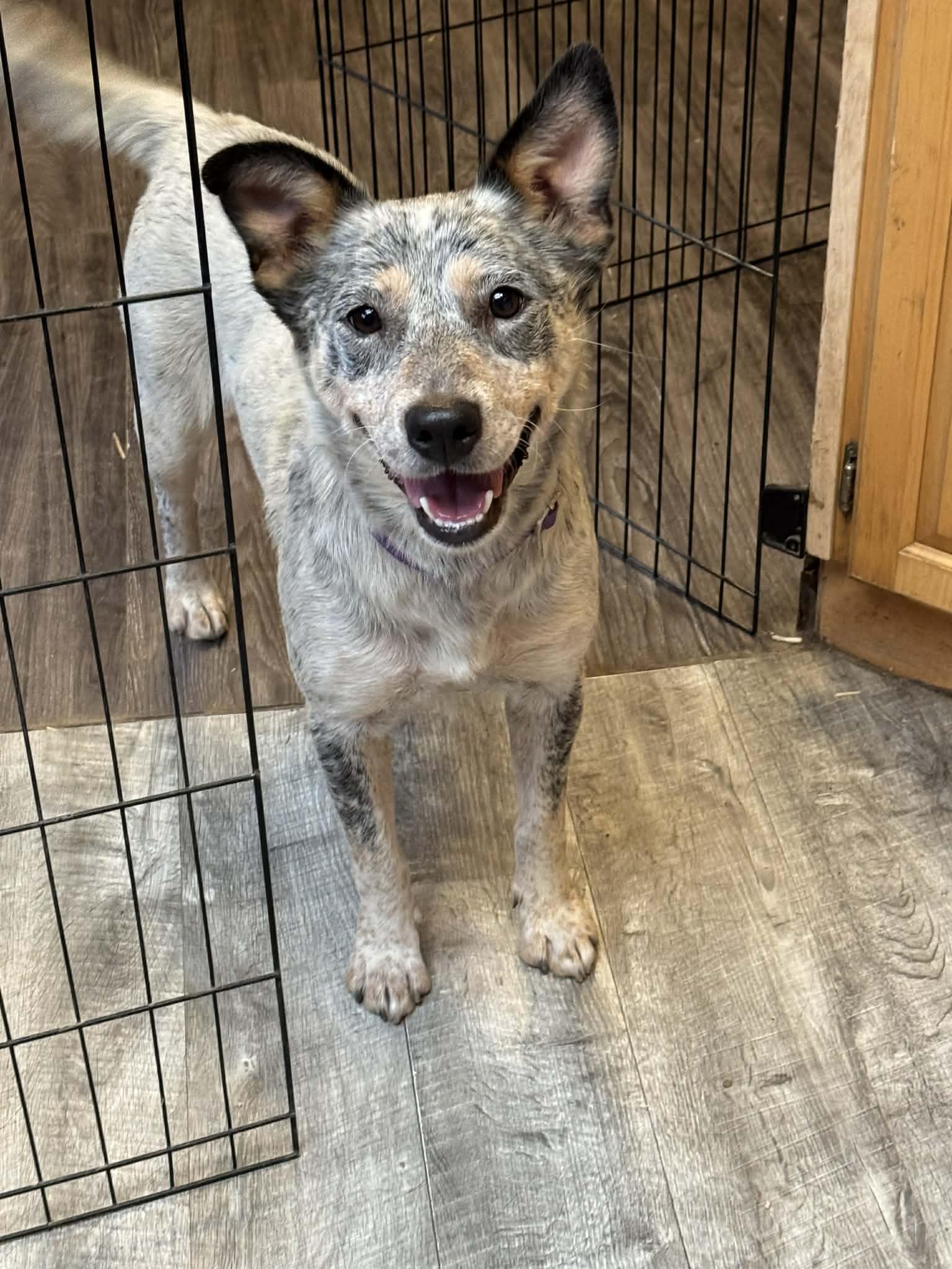 Nelly, a Adoptable mixed breed in Bend, OR image 3/4