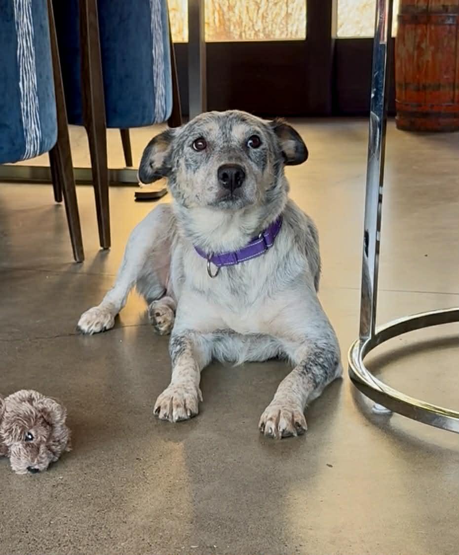 Nelly, a Adoptable mixed breed in Bend, OR image 4/4