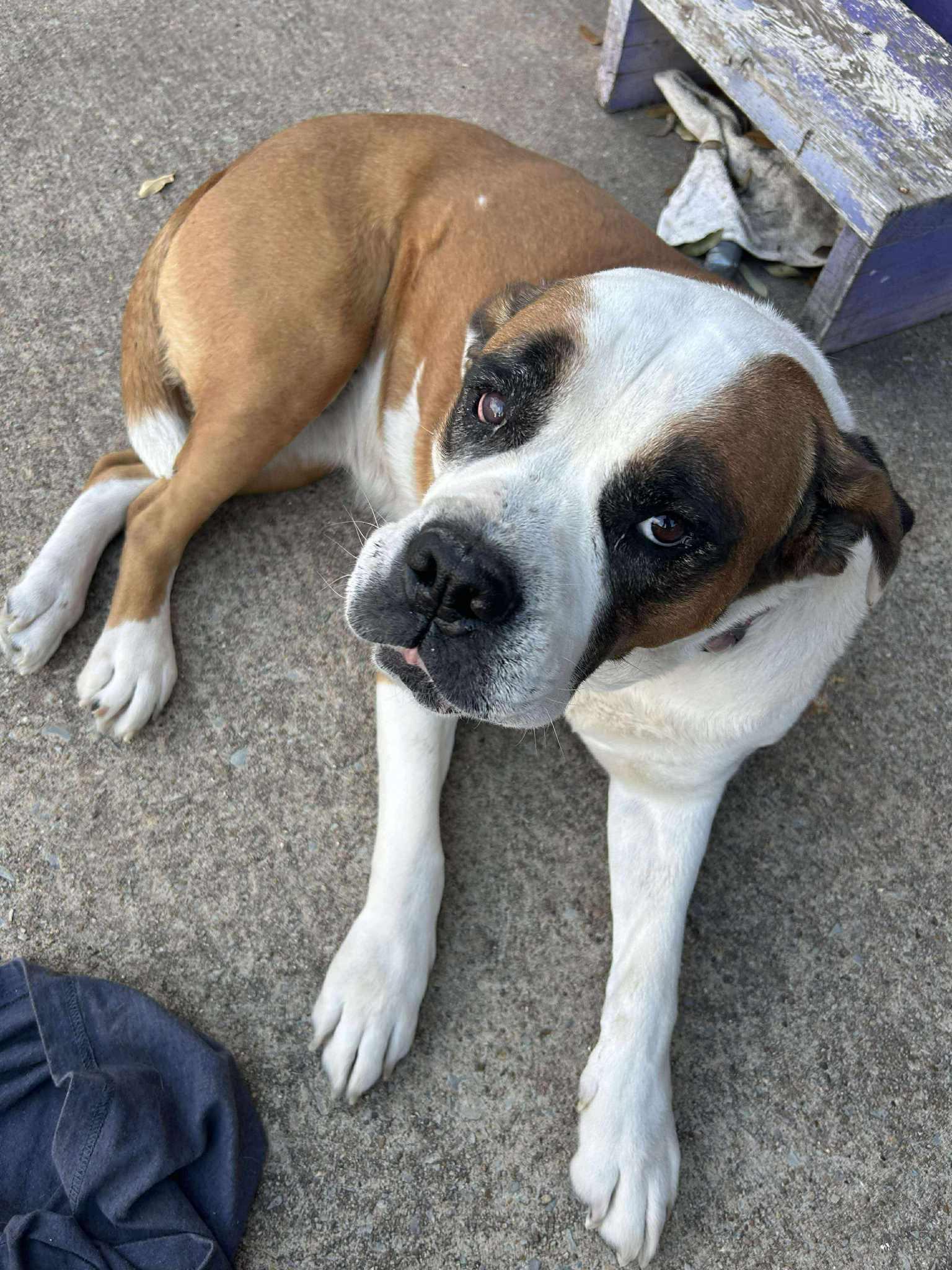 Enlarge Cookie- * Courtesy Post, a Adopted mixed breed in Magnolia, TX image 2/3