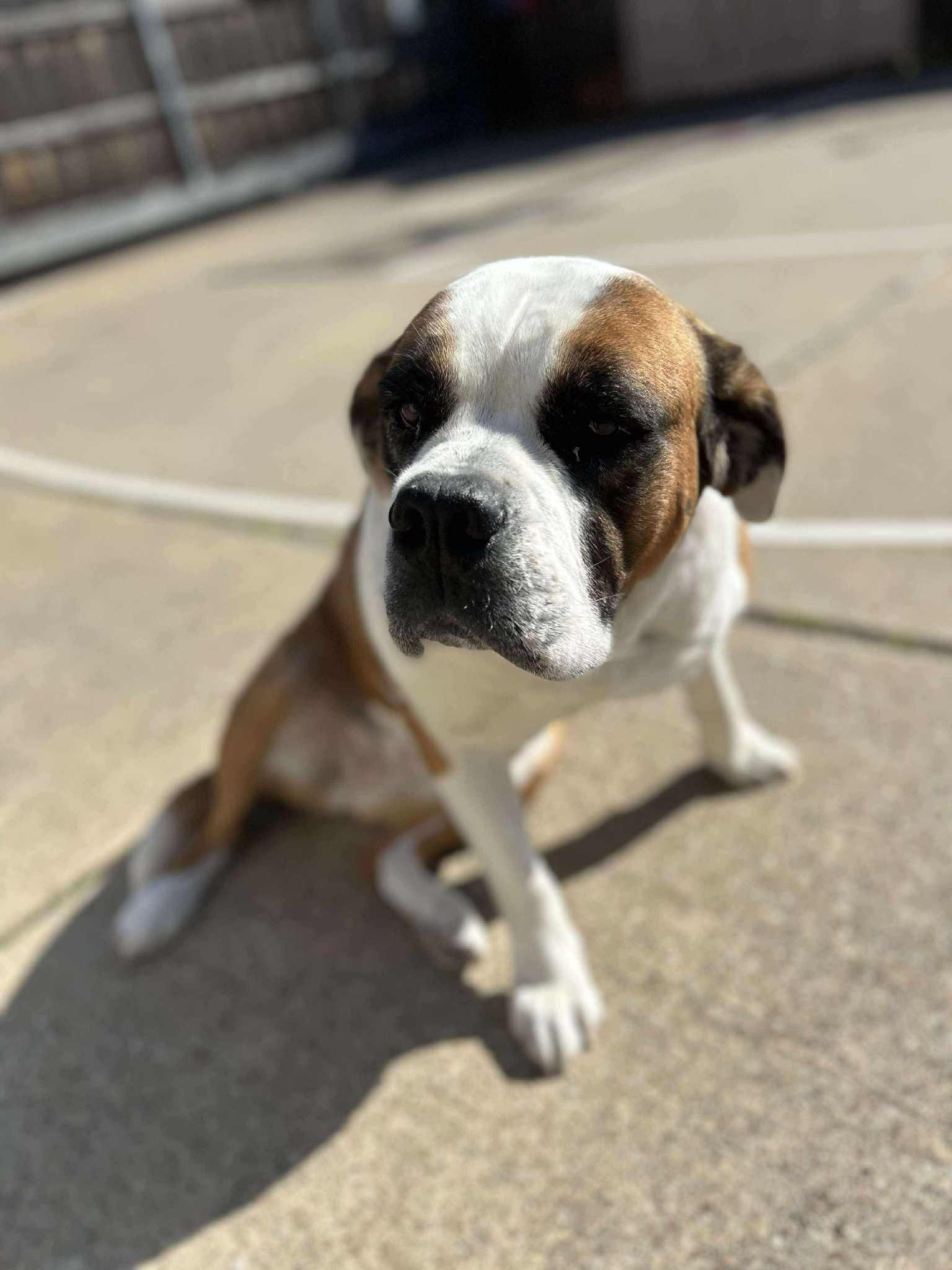 Cookie- * Courtesy Post, Adopted, Adult Female Saint Bernard.