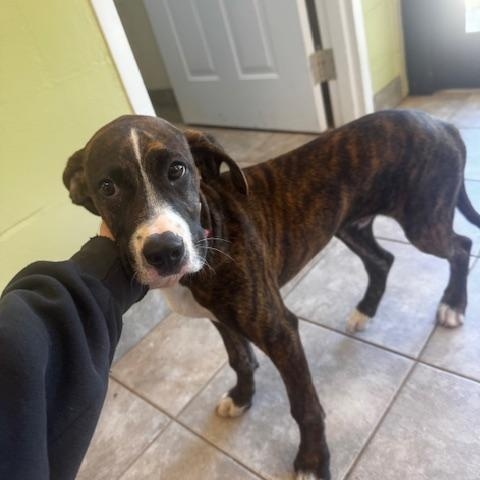 Ricko, adopted, Puppy Male Boxer.
