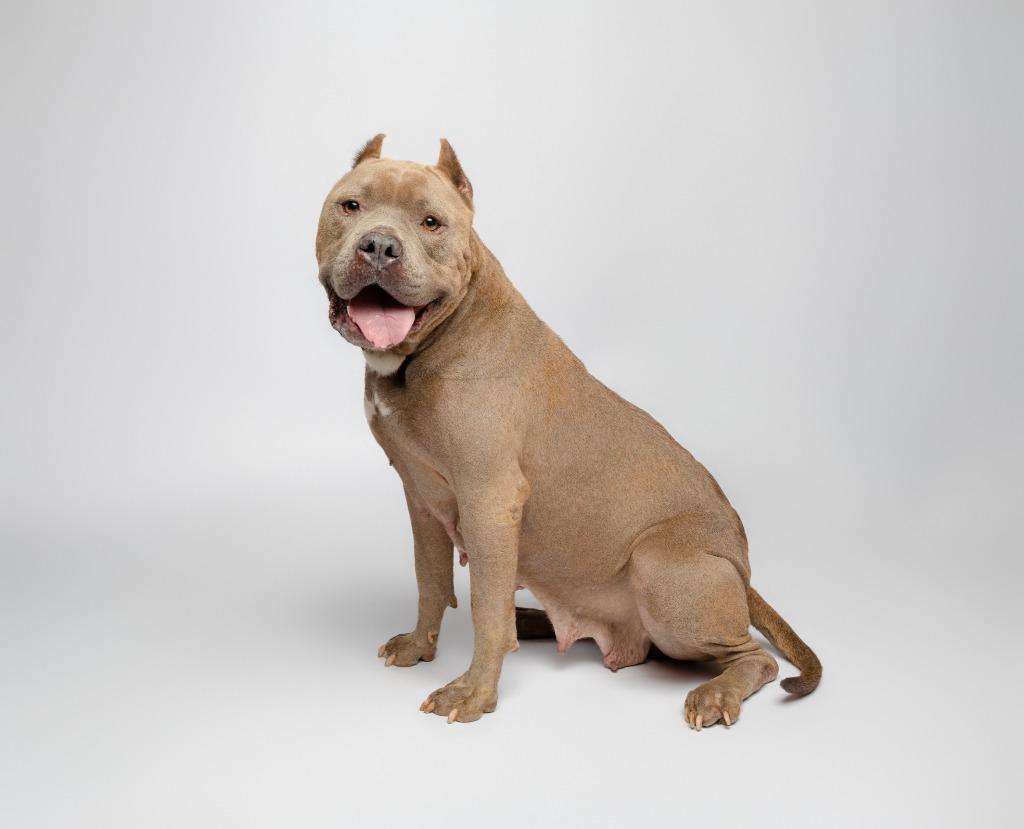 Esmeralda Took, a Adoptable mixed breed in Rockport, TX image 3/6