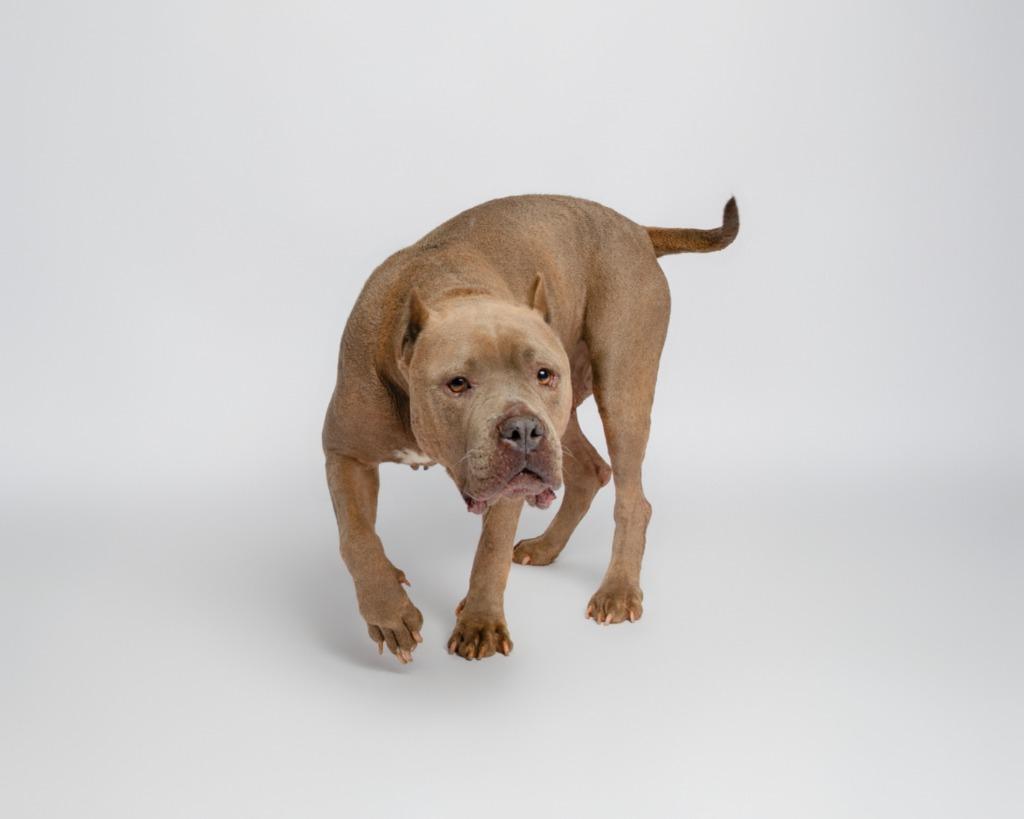 Esmeralda Took, a Adoptable mixed breed in Rockport, TX image 4/6