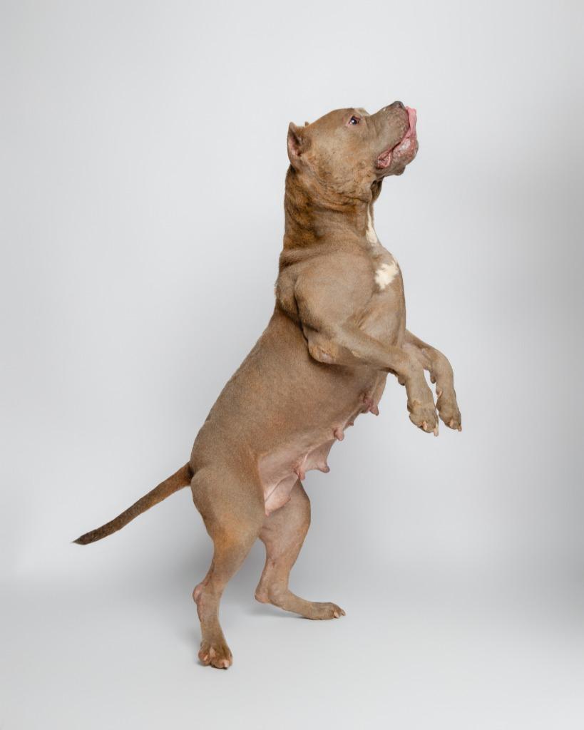 Esmeralda Took, a Adoptable mixed breed in Rockport, TX image 5/6