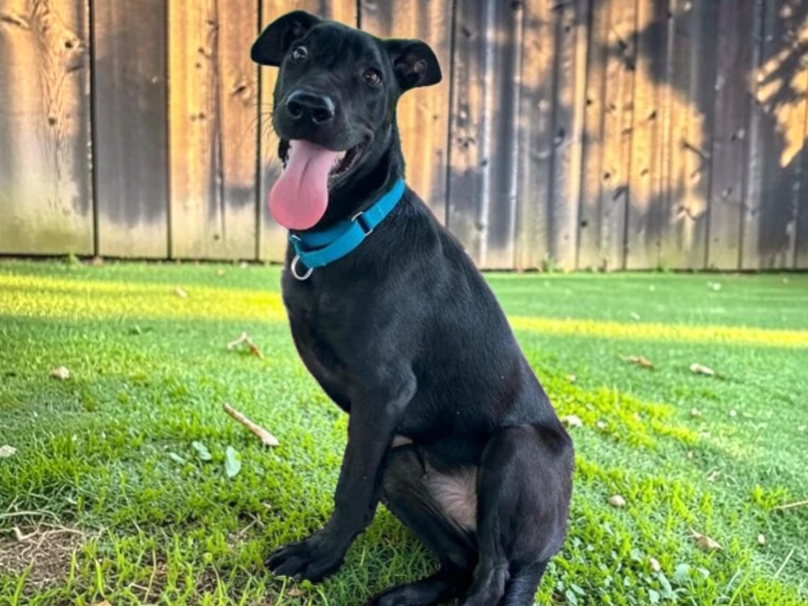 Enlarge Kibo, a Adoptable mixed breed in Brockville, ON image 5/6