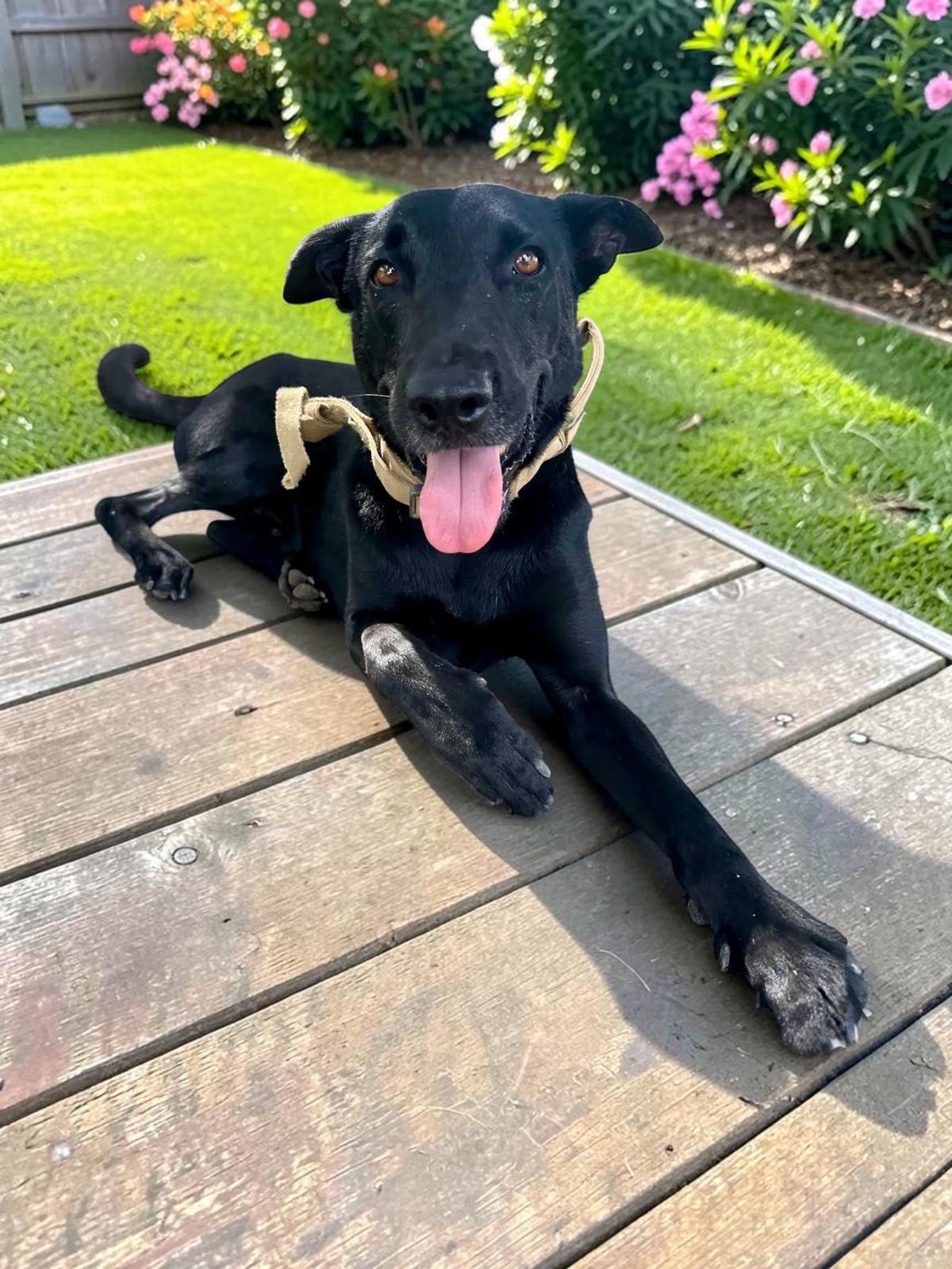 Enlarge Kibo, a Adoptable mixed breed in Brockville, ON image 3/6