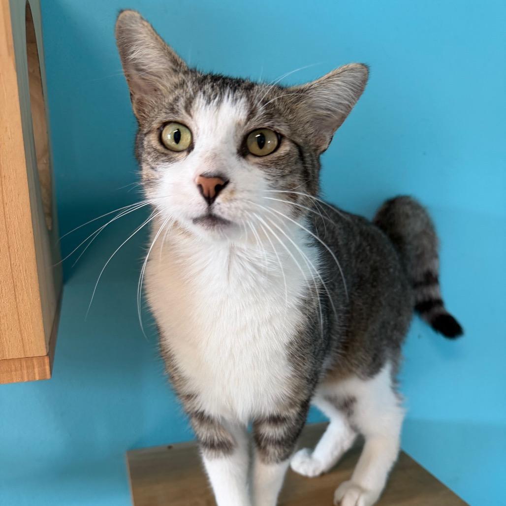 Hayward, Adoptable, Adult Male Domestic Short Hair.