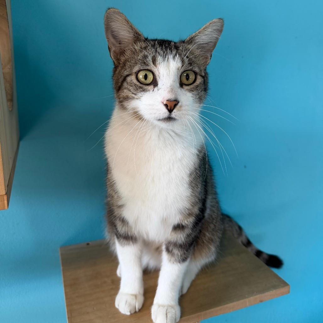 Enlarge Hayward, a Adoptable Domestic Short Hair in Edwardsville, IL image 2/5