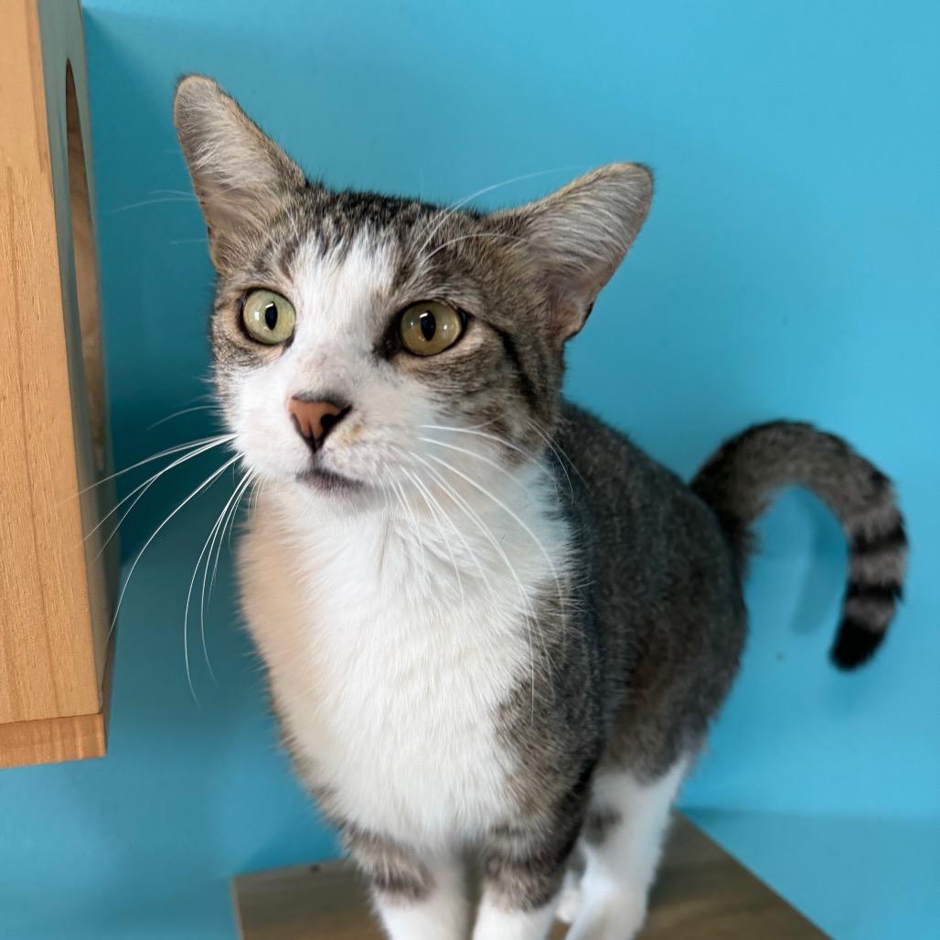 Enlarge Hayward, a Adoptable Domestic Short Hair in Edwardsville, IL image 3/5