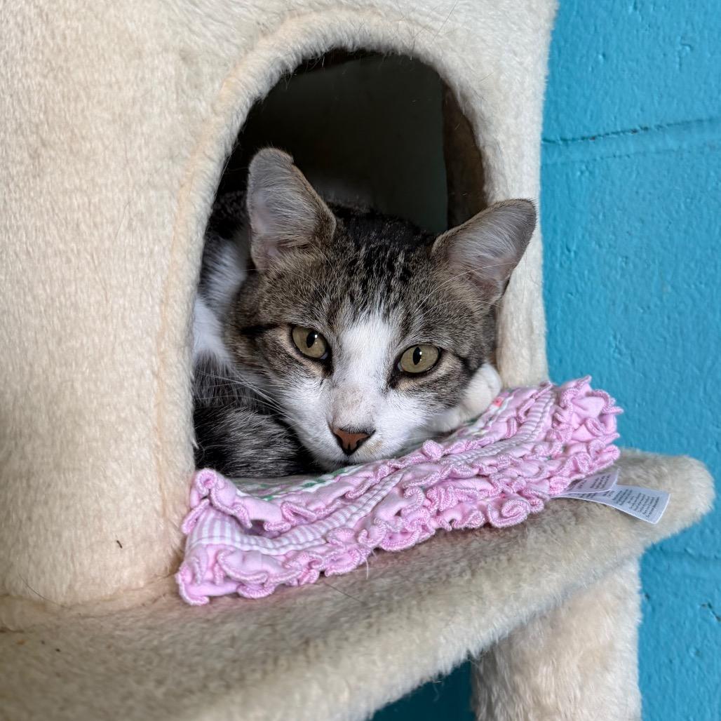 Enlarge Hayward, a Adoptable Domestic Short Hair in Edwardsville, IL image 4/5