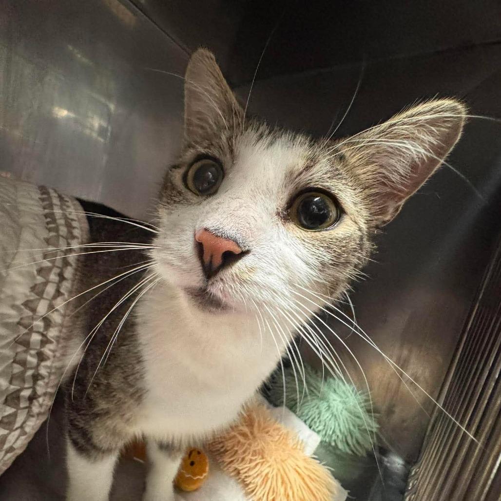 Enlarge Hayward, a Adoptable Domestic Short Hair in Edwardsville, IL image 5/5