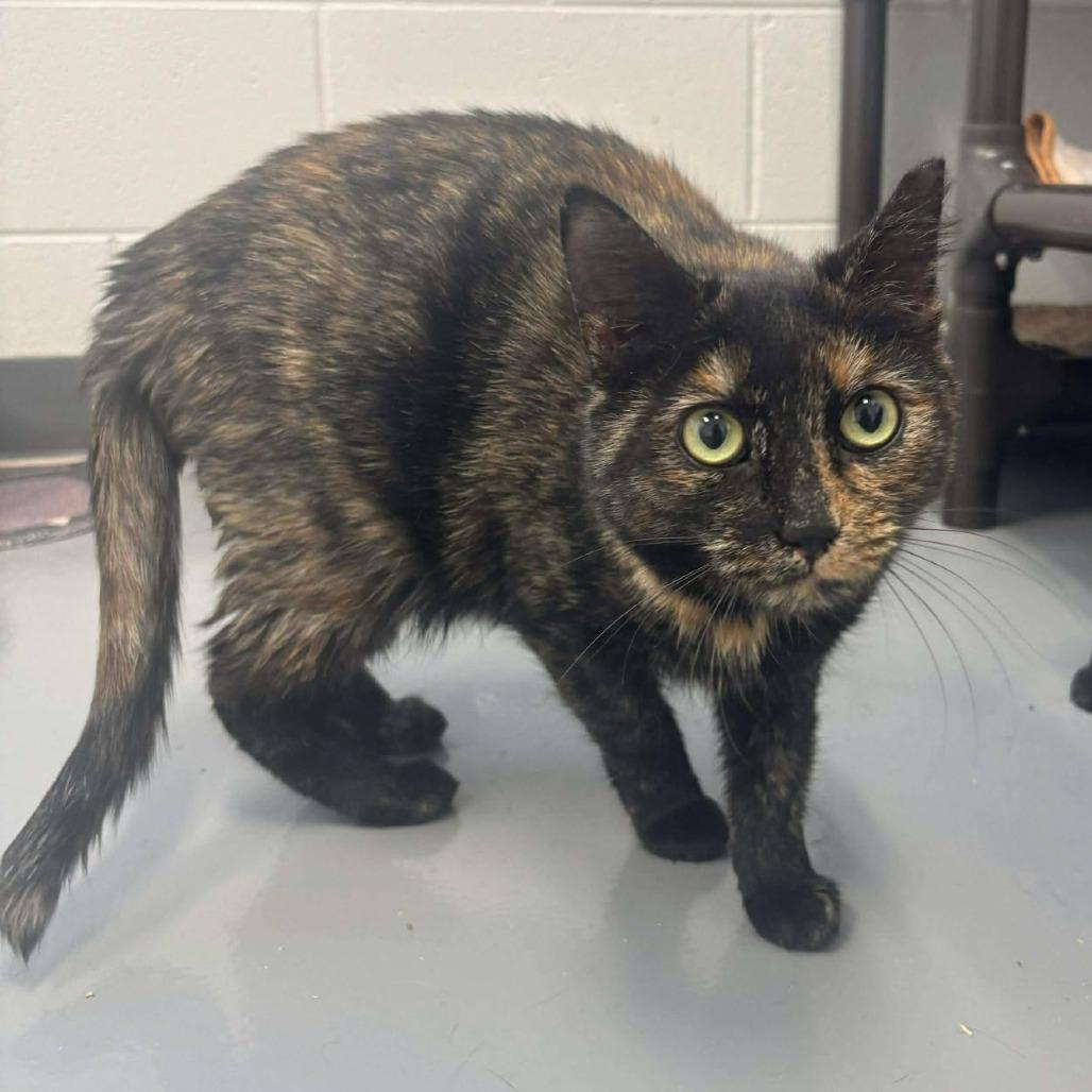 Ari, Adoptable, Adult Female Domestic Short Hair.