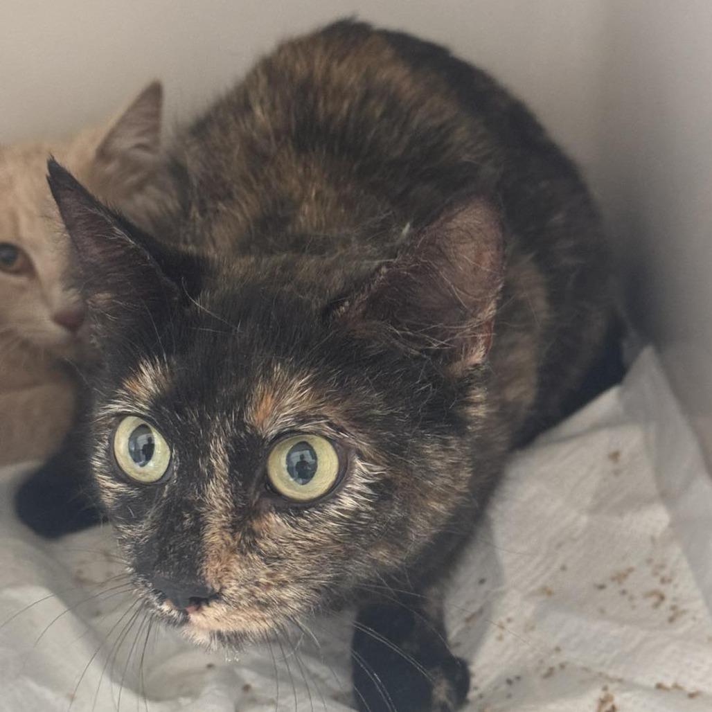 Ari, Adoptable, Adult Female Domestic Short Hair.