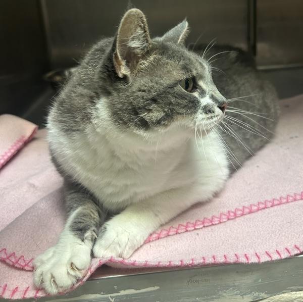 Chloe, Adoptable, Senior Female Domestic Short Hair.