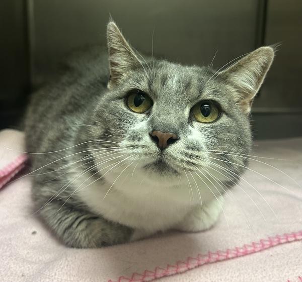 Chloe, Adoptable, Senior Female Domestic Short Hair.