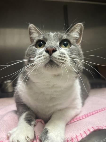 Enlarge Chloe, a Adoptable mixed breed in Osage Beach, MO image 2/3