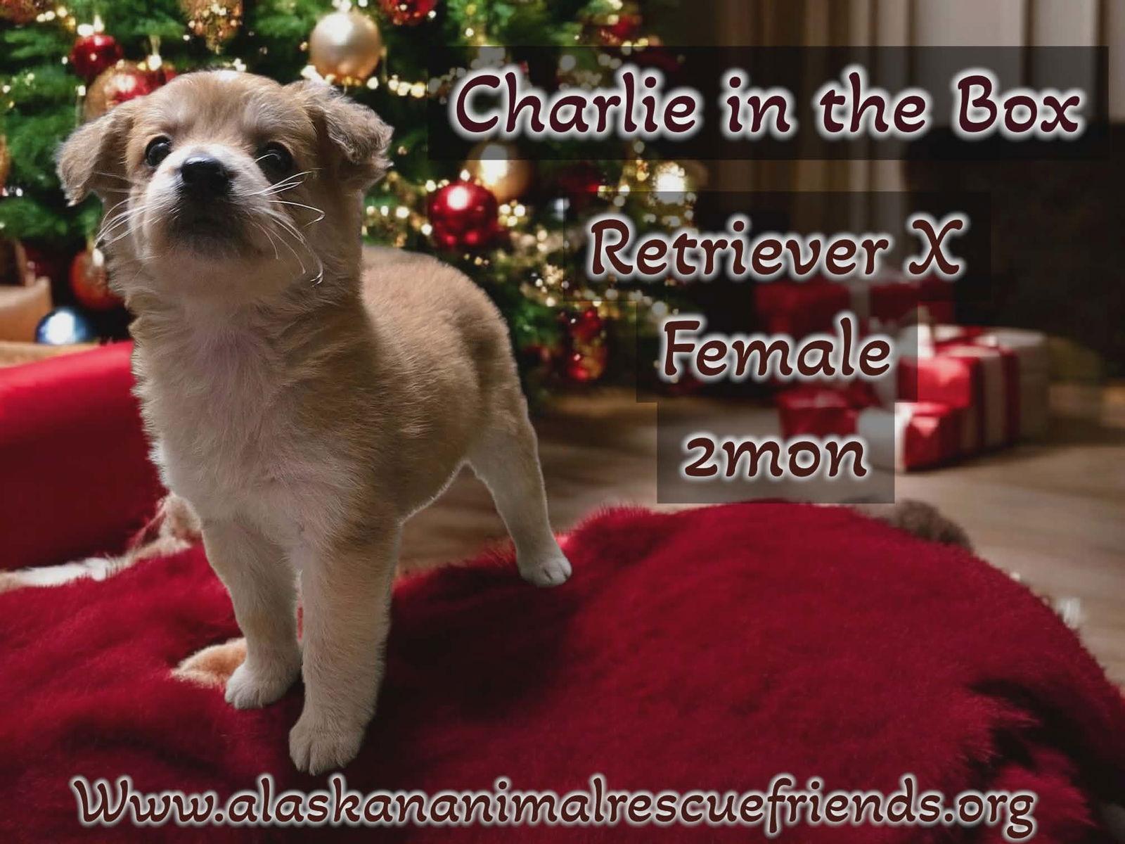 Enlarge Charlie in the box, a Adoptable Retriever in Anchorage, AK image 1/1