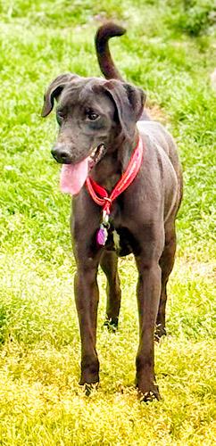 Enlarge Skelly, an adopted mixed breed in Killingworth, CT image 3/6