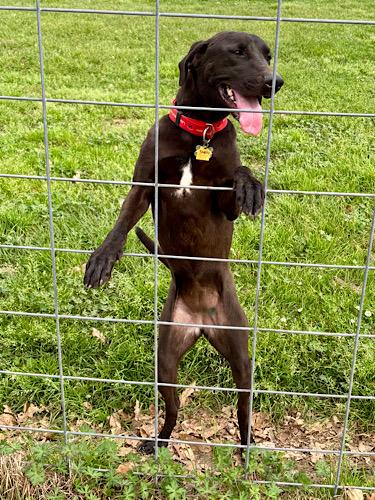 Enlarge Skelly, an adopted mixed breed in Killingworth, CT image 2/6