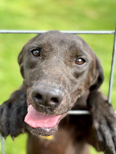 Enlarge Skelly, an adopted mixed breed in Killingworth, CT image 1/6