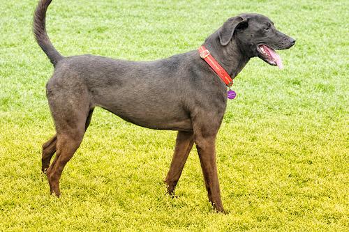 Enlarge Skelly, an adopted mixed breed in Killingworth, CT image 4/6