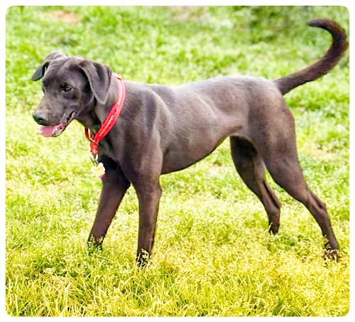 Enlarge Skelly, an adopted mixed breed in Killingworth, CT image 5/6