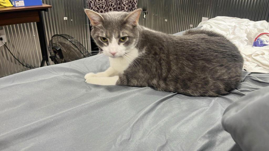 Max, Adoptable, Adult Male Domestic Short Hair.