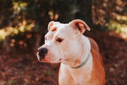 90015a Flora, Adoptable, Adult Female American Staffordshire Terrier & Mixed Breed.