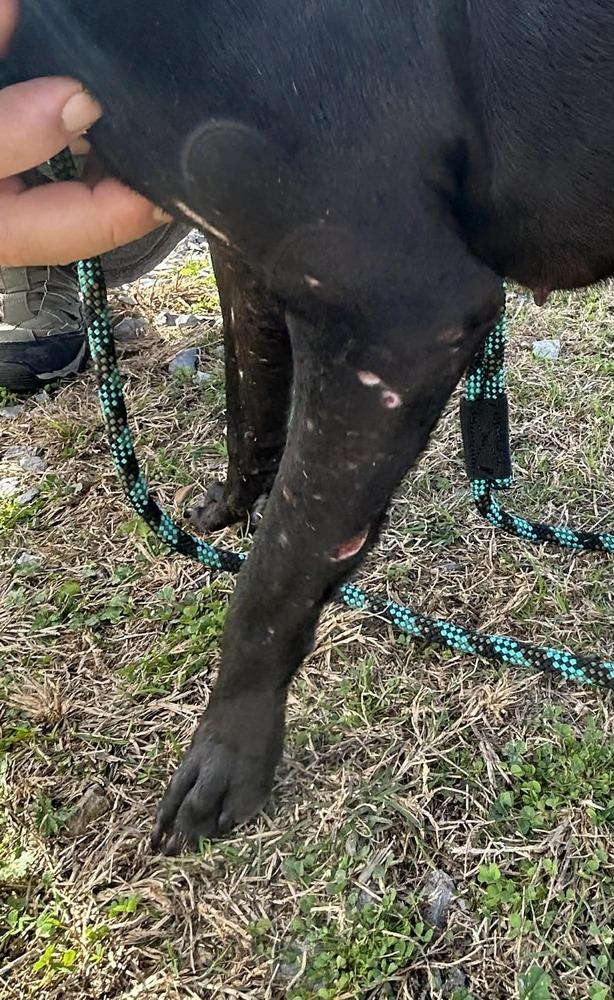 Rosalyn — thumbnail 4