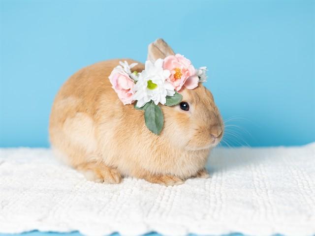 BUTTERSCOTCH, Adoptable, Young Female Netherland Dwarf.