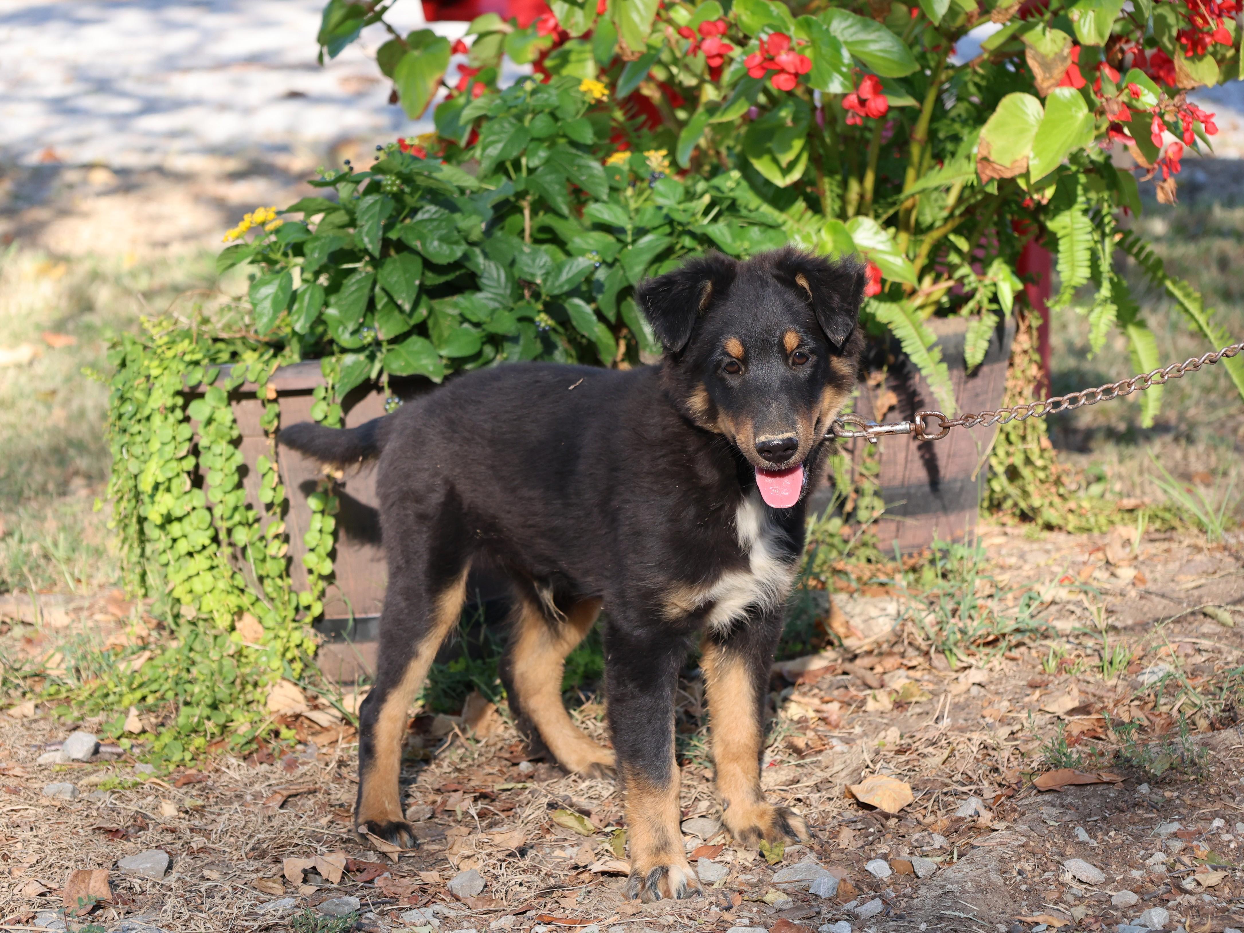 Enlarge Dillon, a Adopted mixed breed in Medfield, MA image 2/5