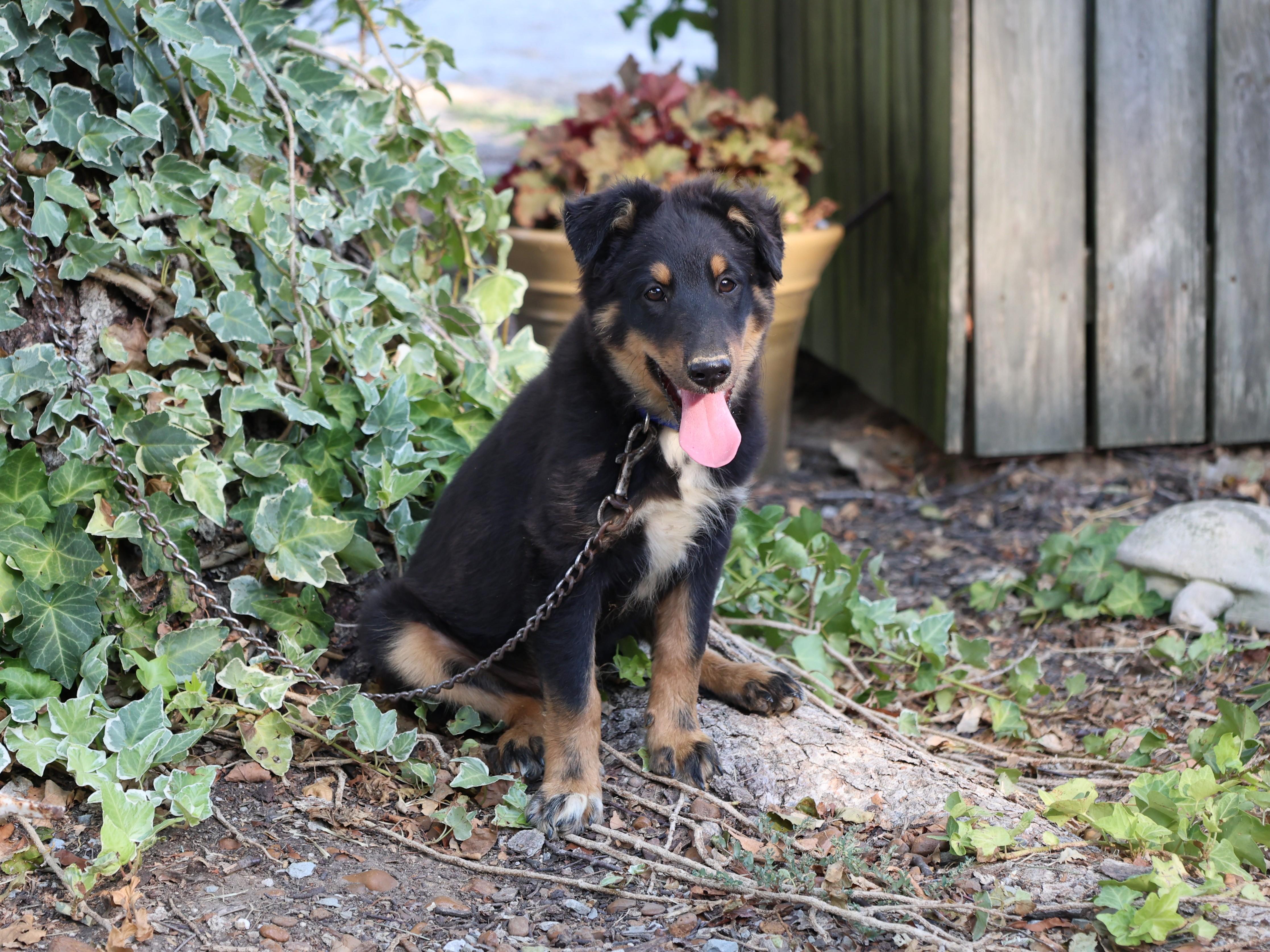 Enlarge Dillon, a Adopted mixed breed in Medfield, MA image 4/5