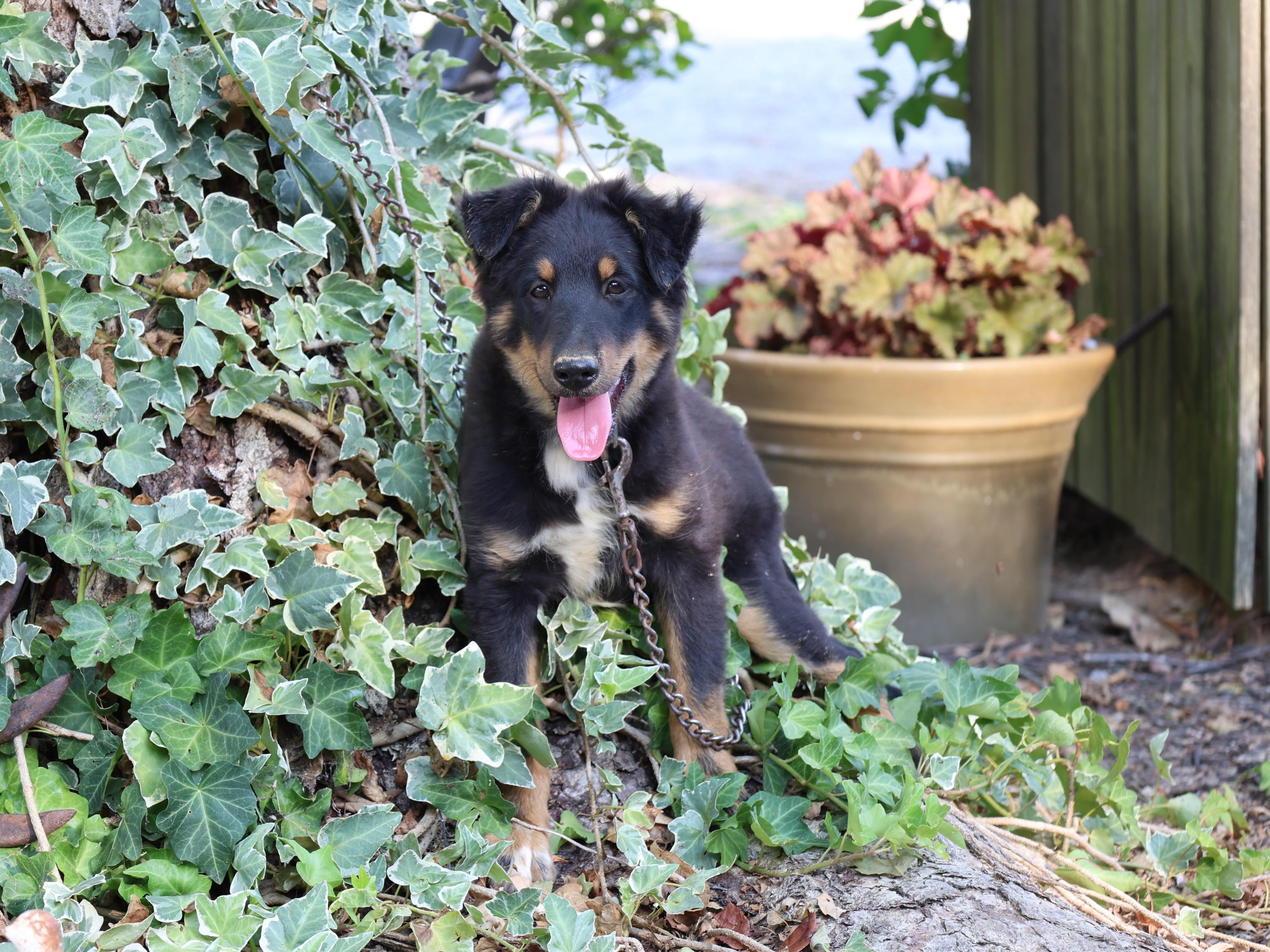 Dillon, Adopted, Puppy Male Shetland Sheepdog / Sheltie.
