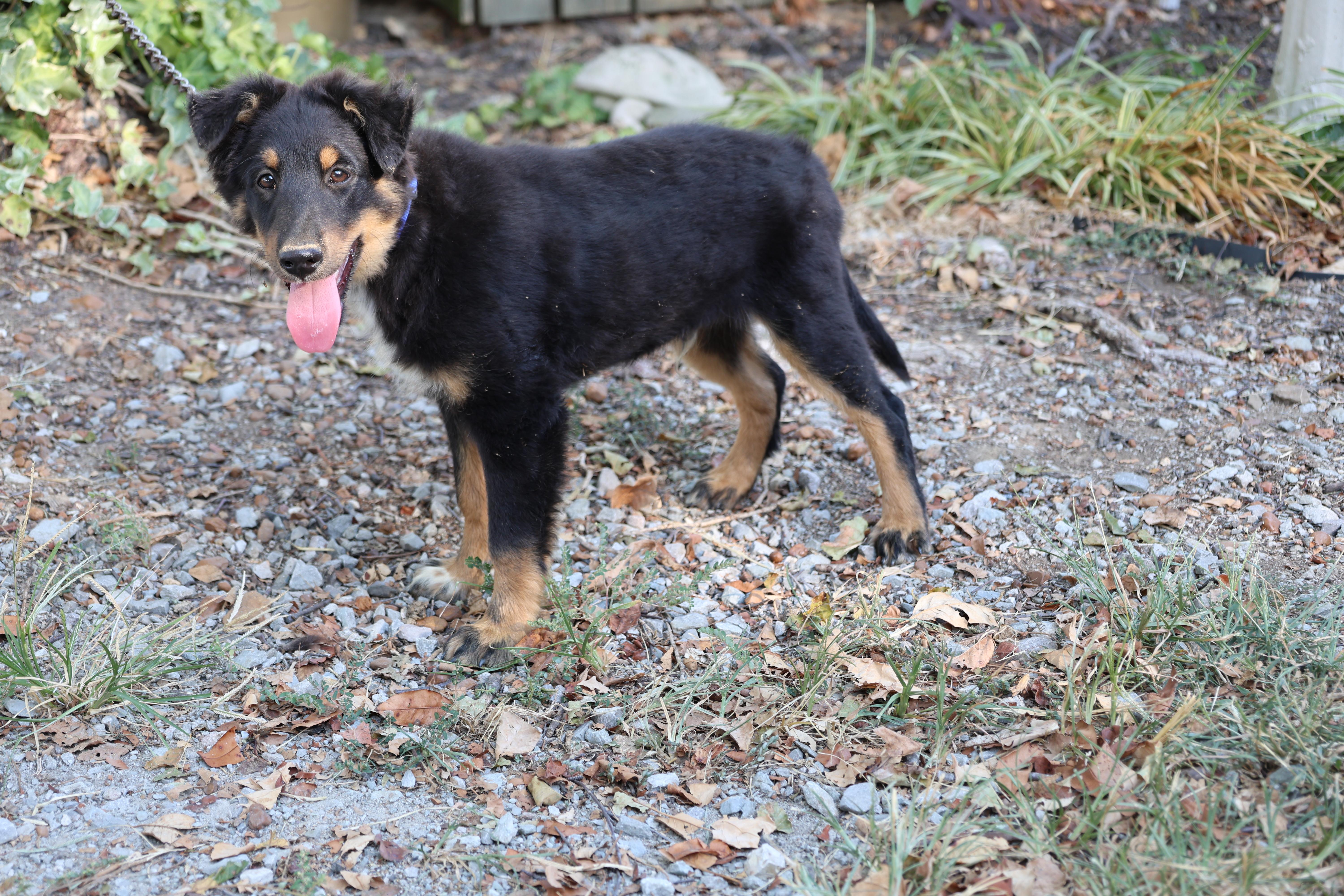Enlarge Dillon, a Adopted mixed breed in Medfield, MA image 3/5