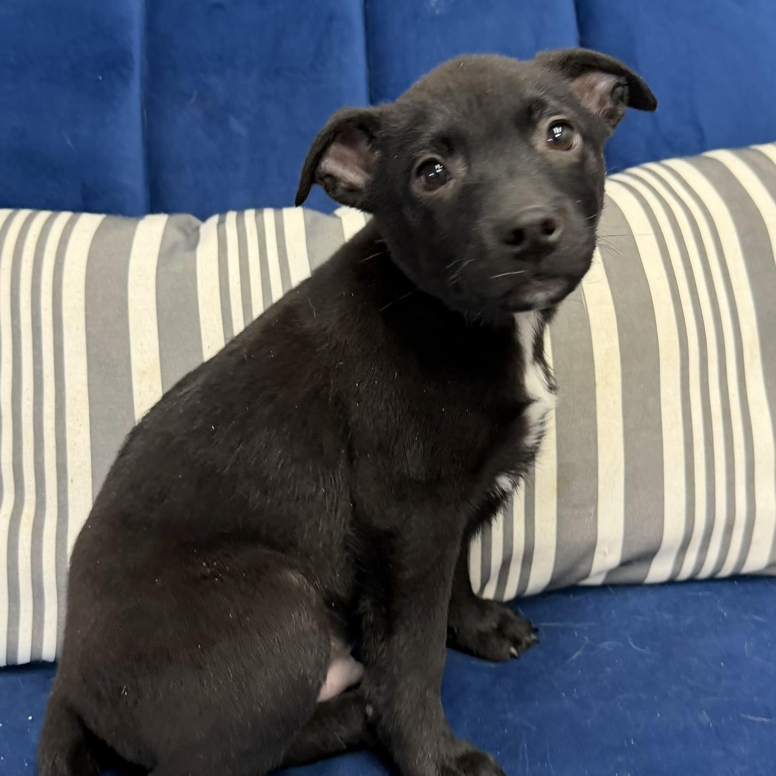 Jinco, a Adoptable mixed breed in Owensboro, KY image 2/3