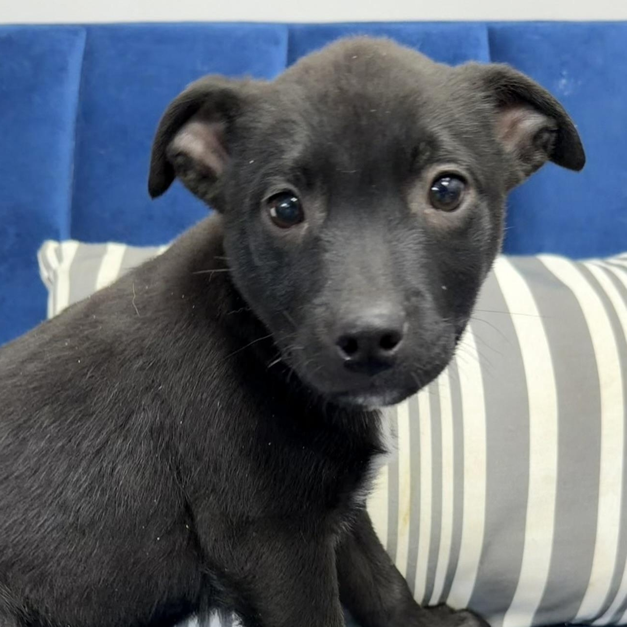 Jinco, Adoptable, Puppy Male Mixed Breed.