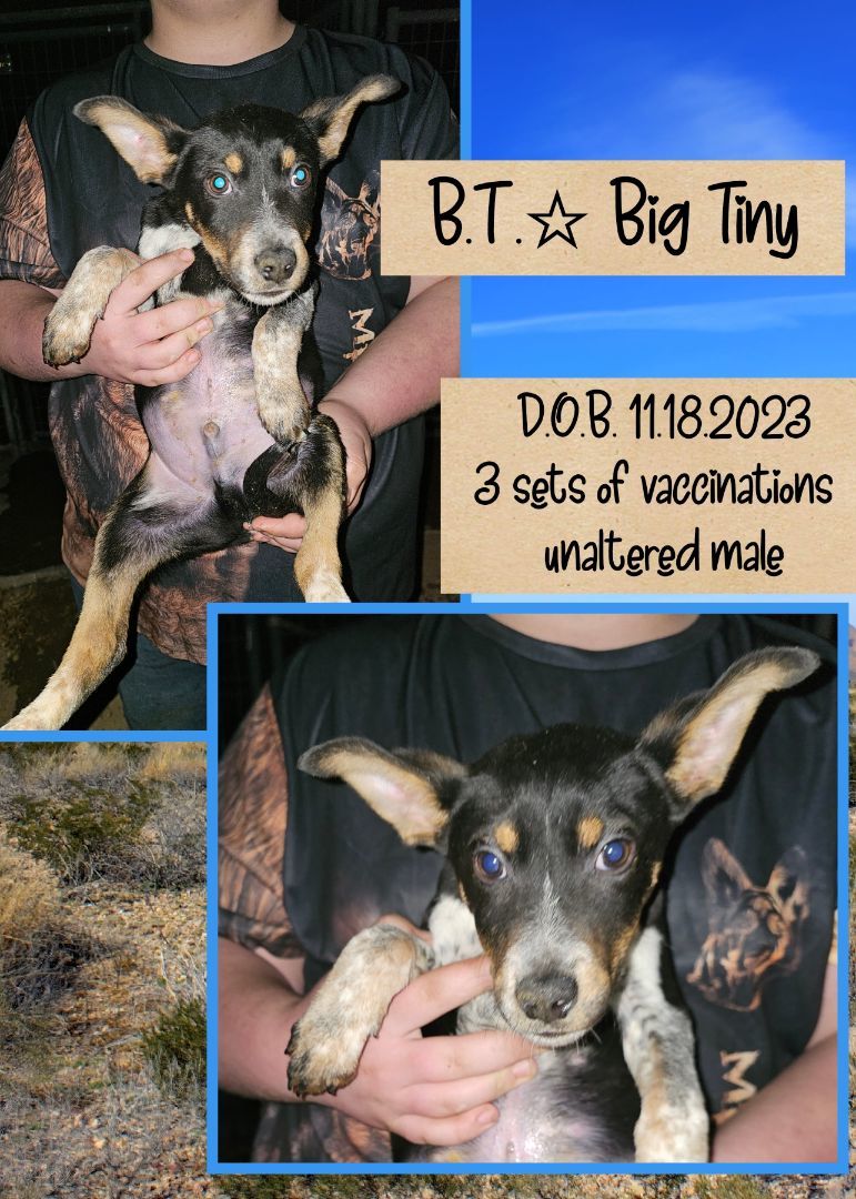 B.T. Big Tiny, Adoptable, Puppy Male Labrador Retriever & Australian Shepherd.