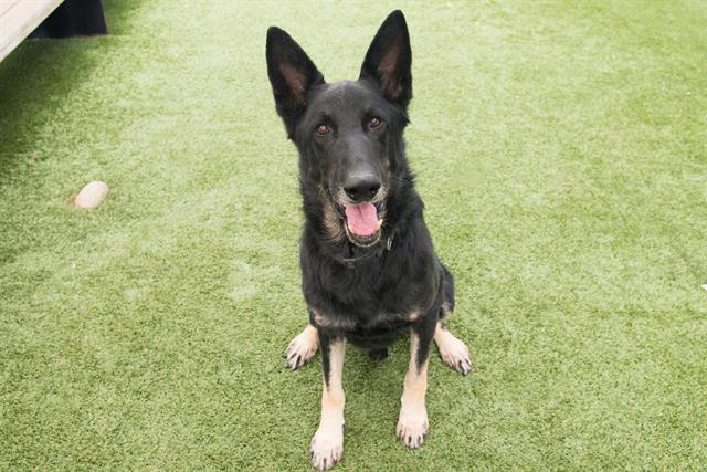 ASTRO, Adoptable, Adult Male German Shepherd Dog.