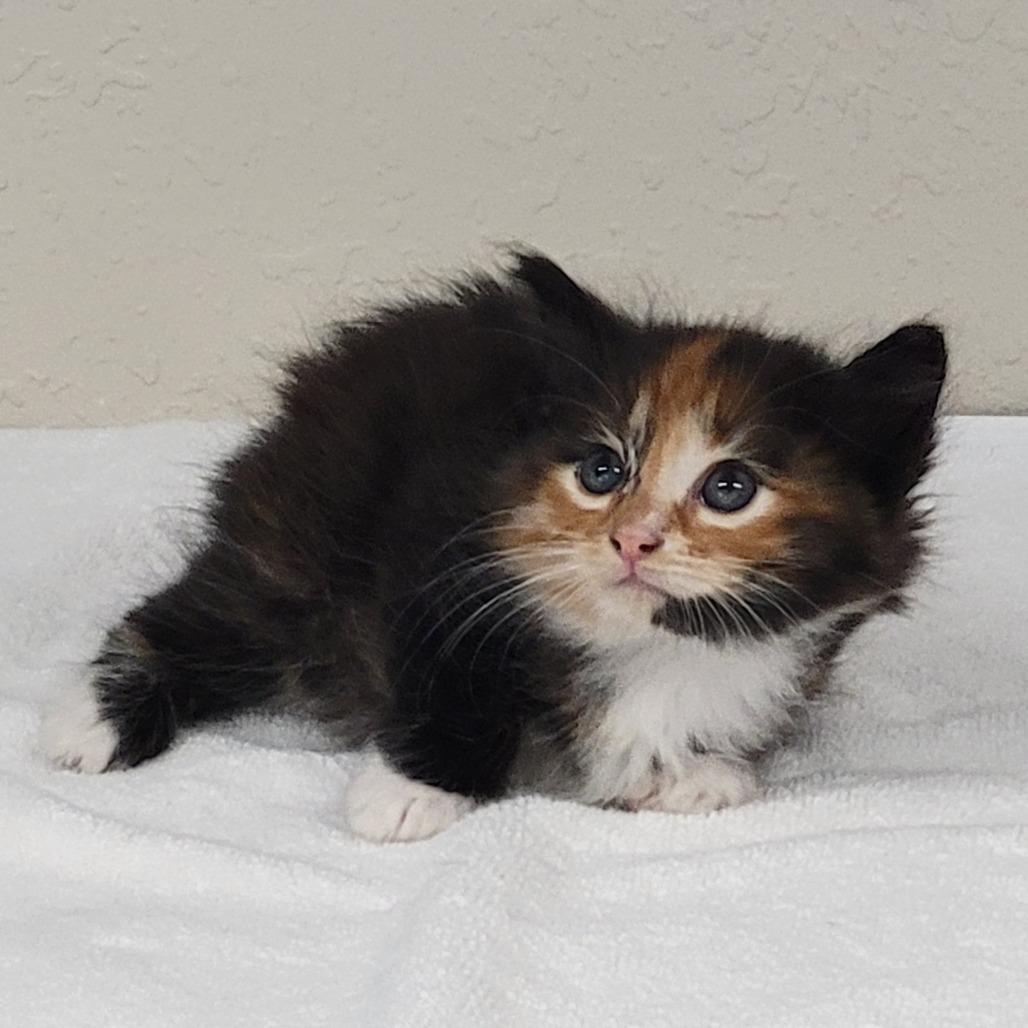 MAEVE, adopted, Kitten Female Domestic Long Hair.
