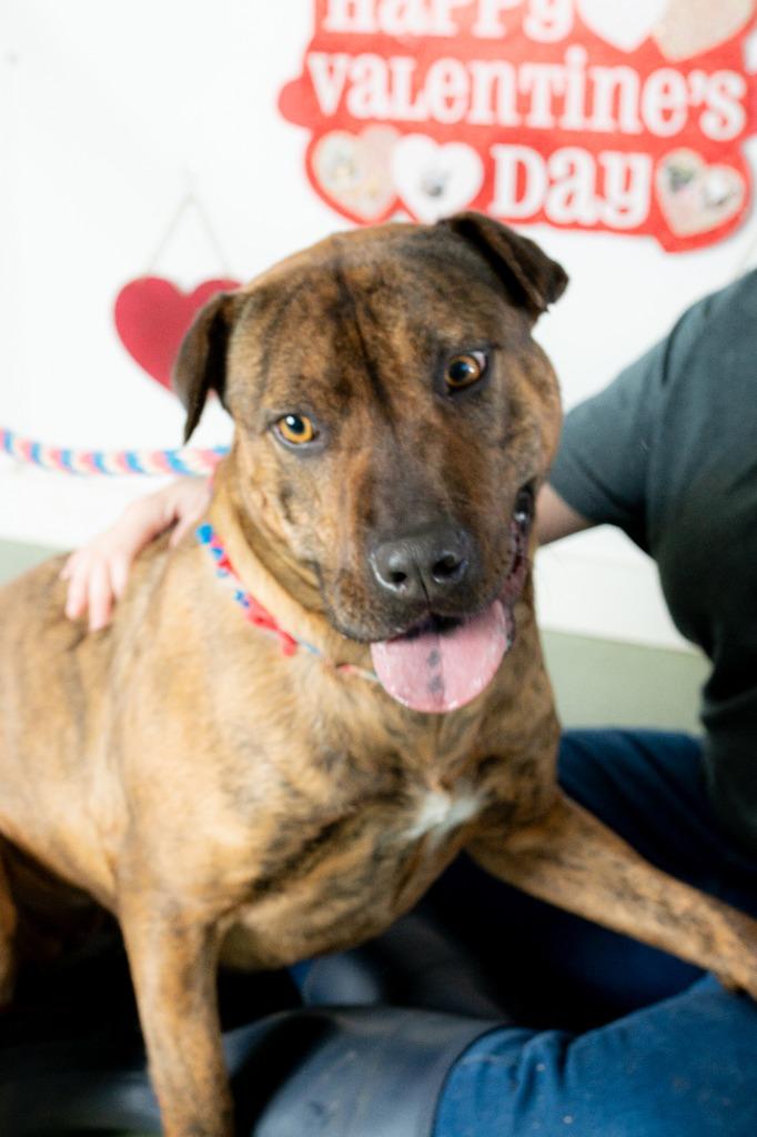 Sammy In Foster, Adoptable, Adult Female Pit Bull Terrier & Mixed Breed.