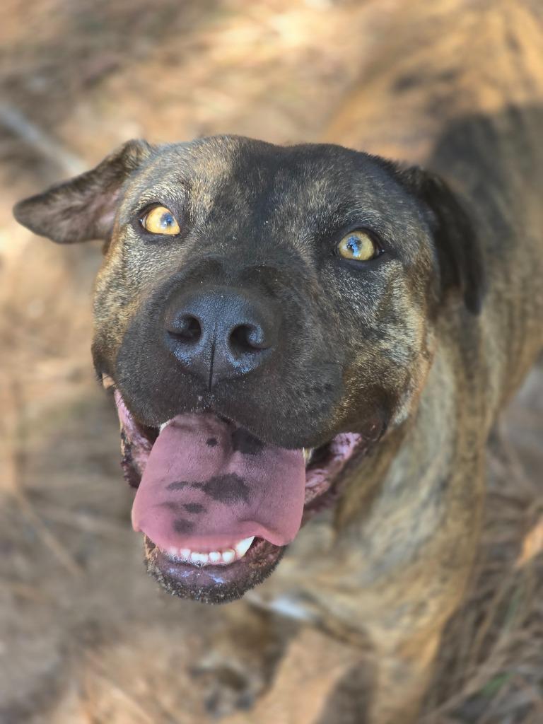 Enlarge Sammy In Foster, a Adoptable mixed breed in Danielsville, GA image 3/6