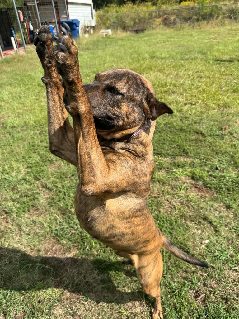 Enlarge Sammy In Foster, a Adoptable mixed breed in Danielsville, GA image 4/6