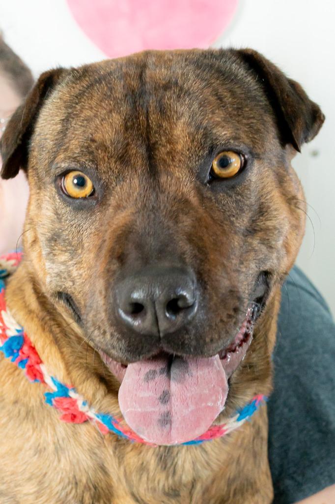 Sammy In Foster, a Adoptable mixed breed in Danielsville, GA image 5/6