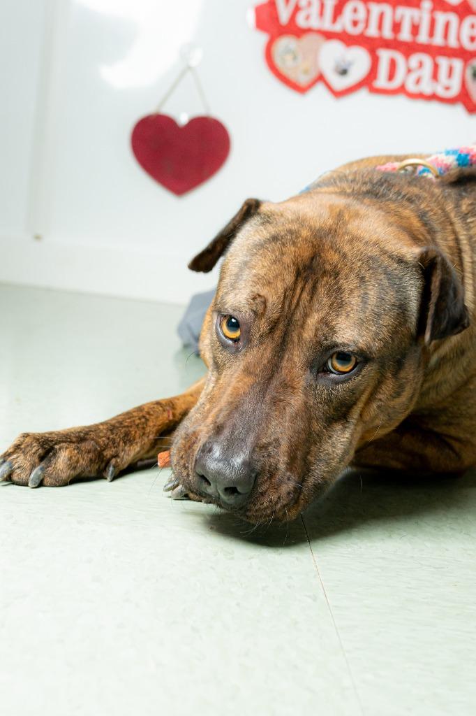 Enlarge Sammy In Foster, a Adoptable mixed breed in Danielsville, GA image 5/6