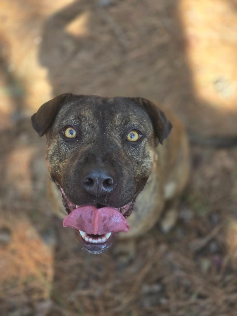 Enlarge Sammy In Foster, a Adoptable mixed breed in Danielsville, GA image 6/6