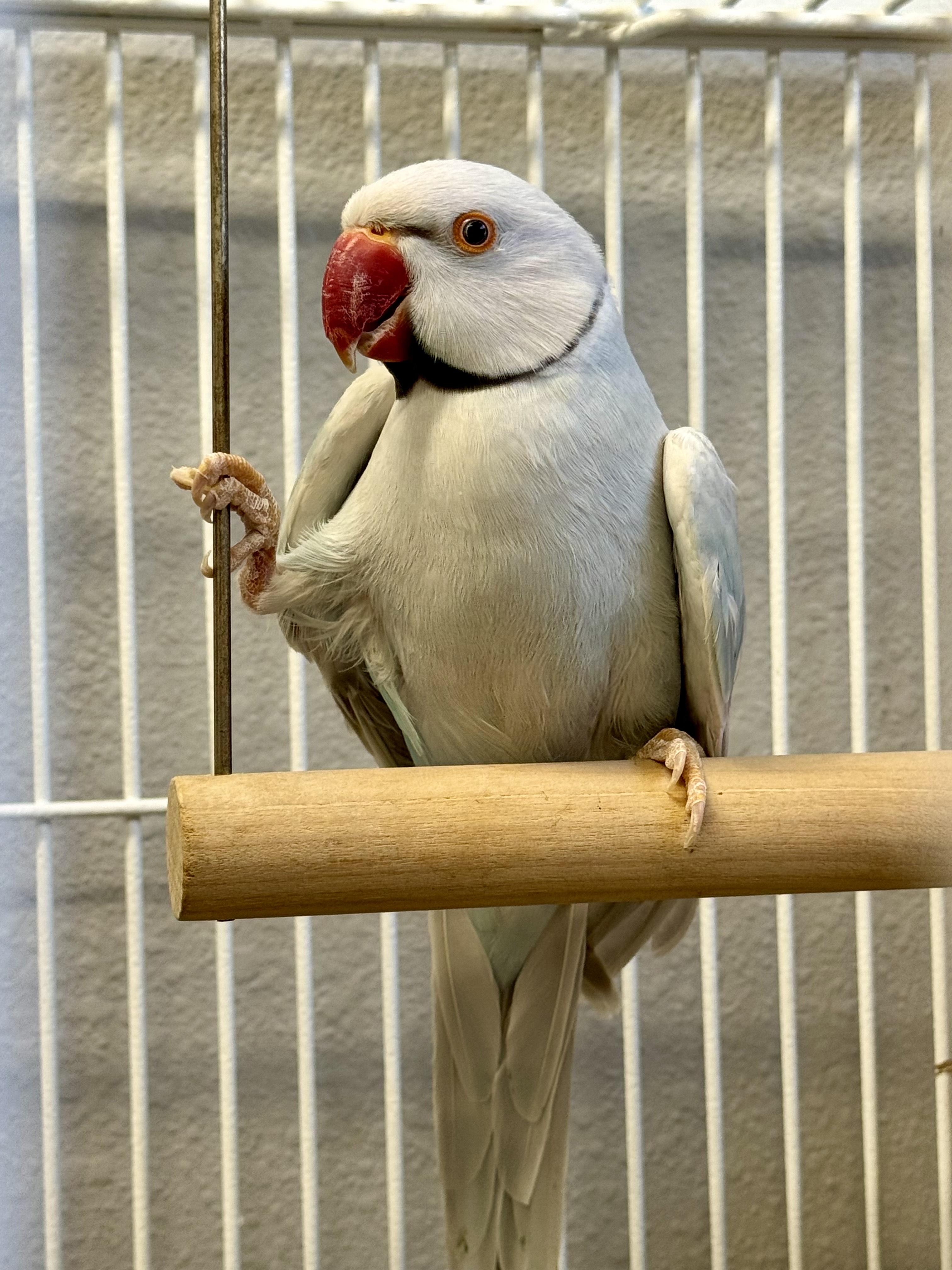 Enlarge Sky, a Adoptable Ringneck / Psittacula in San Diego, CA image 1/3