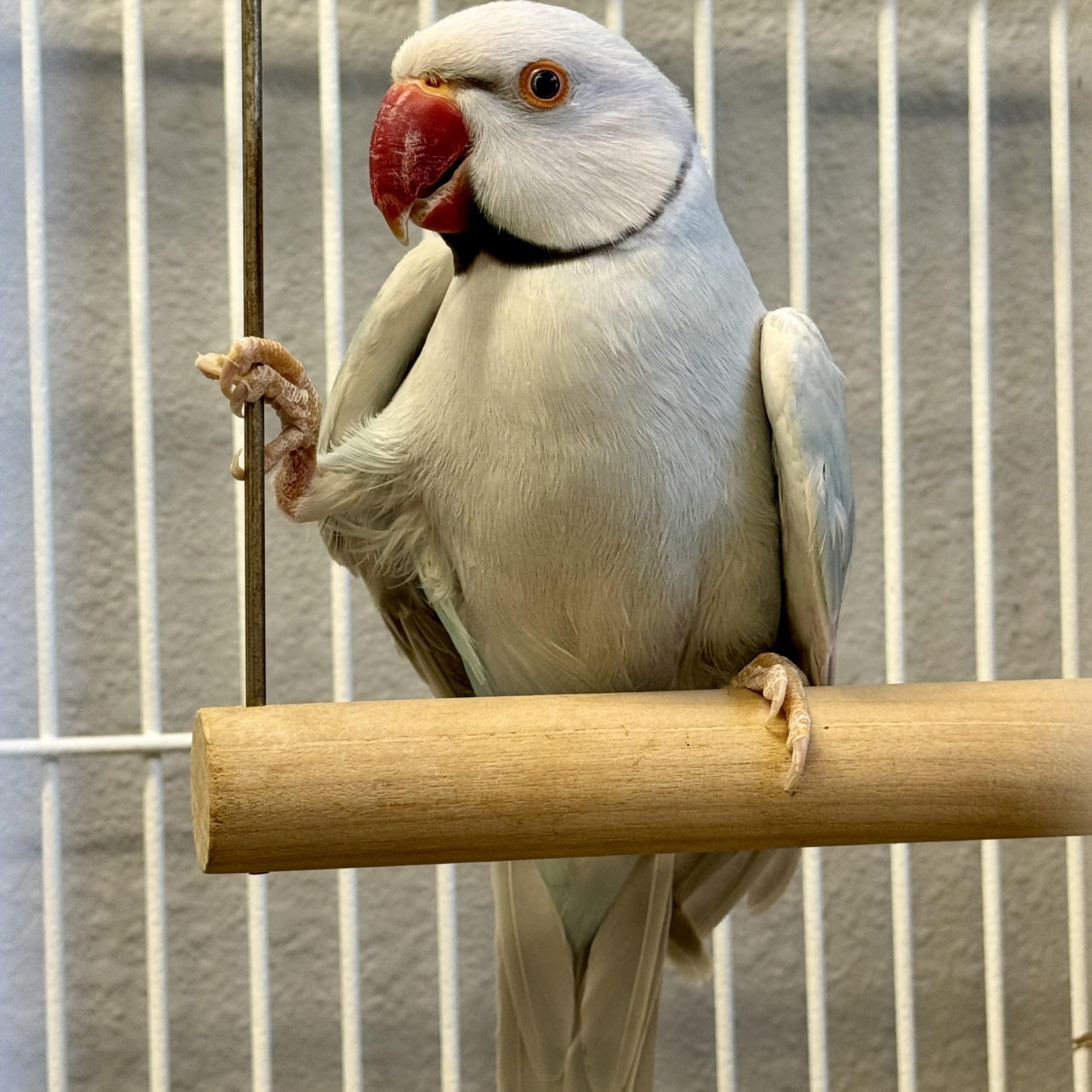 Enlarge Sky, a Adoptable Ringneck / Psittacula in San Diego, CA image 3/4