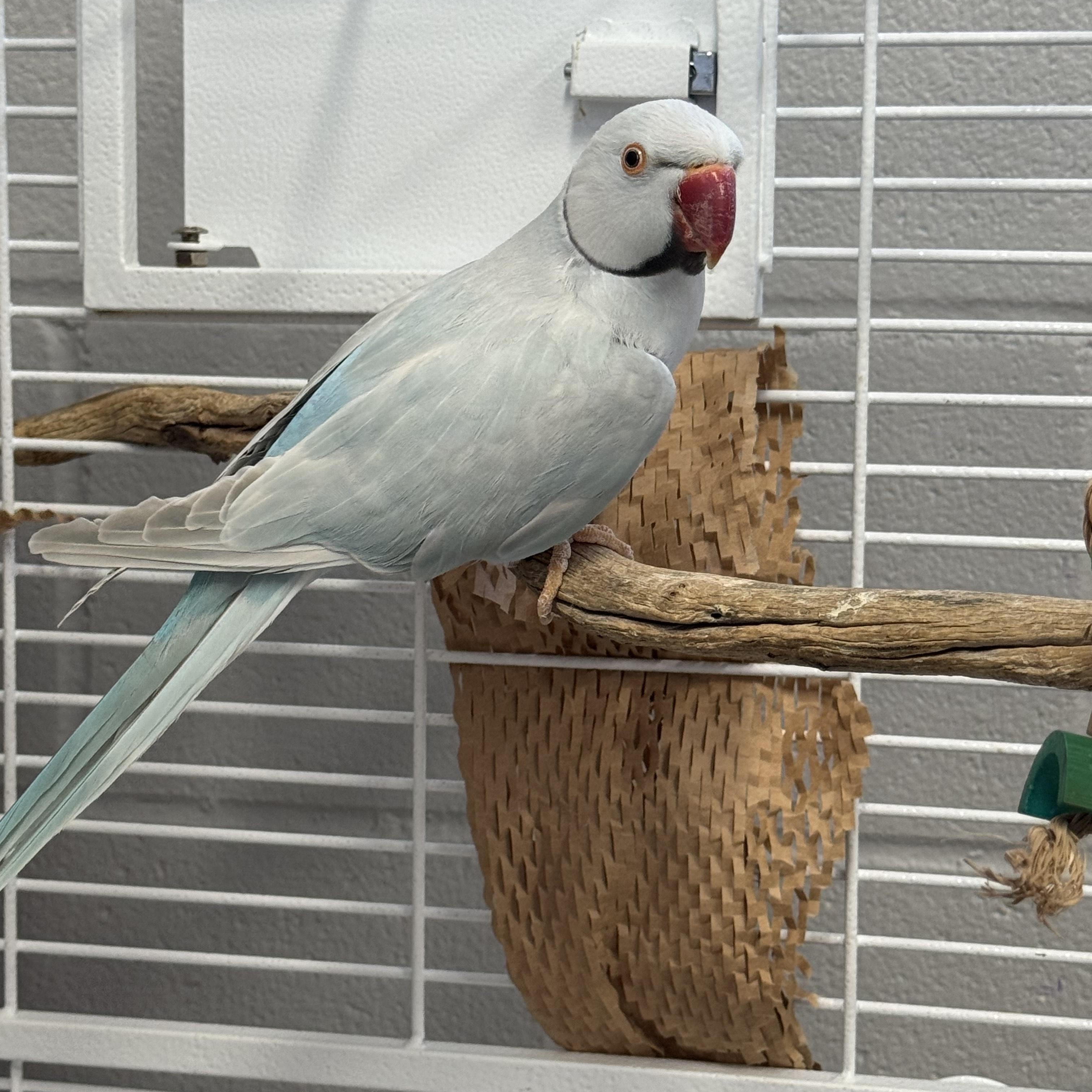 Enlarge Sky, a Adoptable Ringneck / Psittacula in San Diego, CA image 2/3