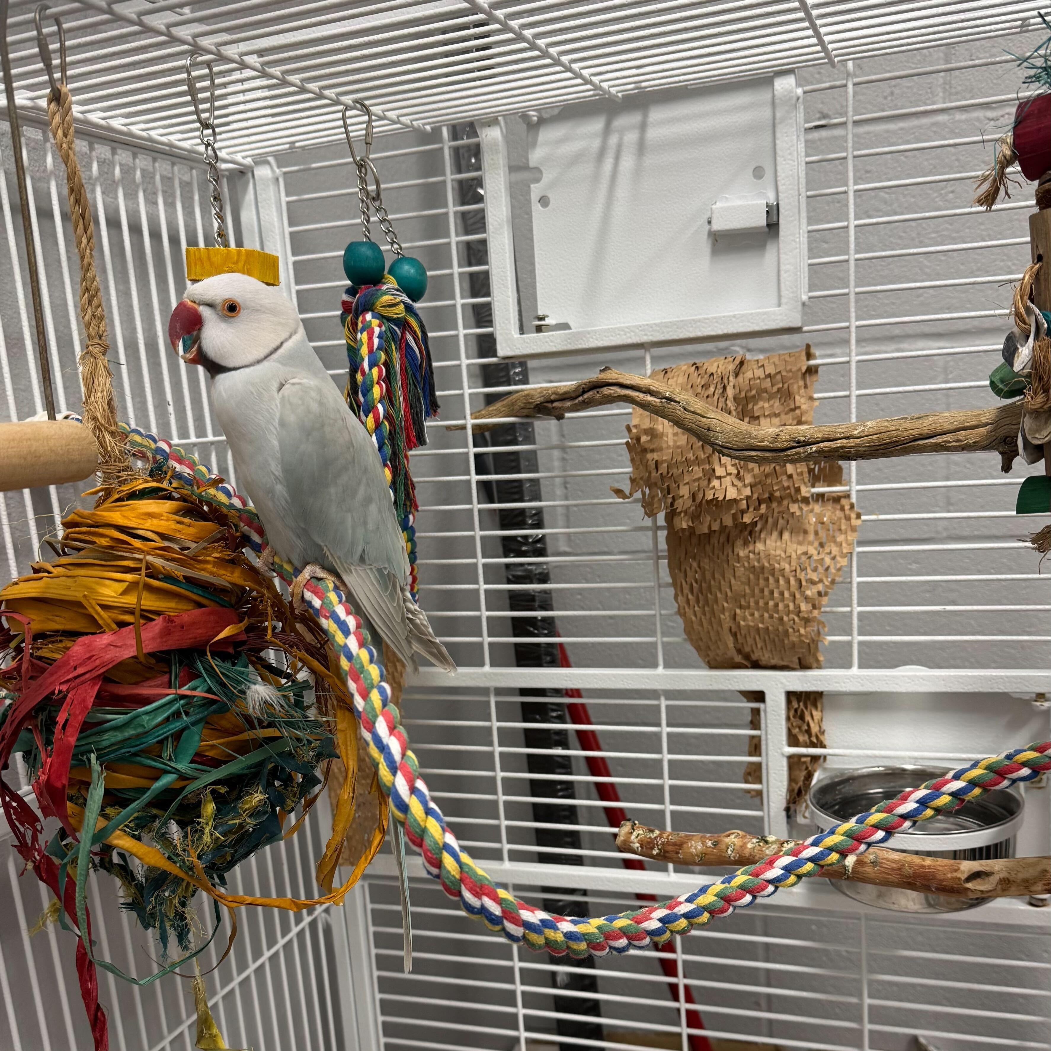 Enlarge Sky, a Adoptable Ringneck / Psittacula in San Diego, CA image 1/4