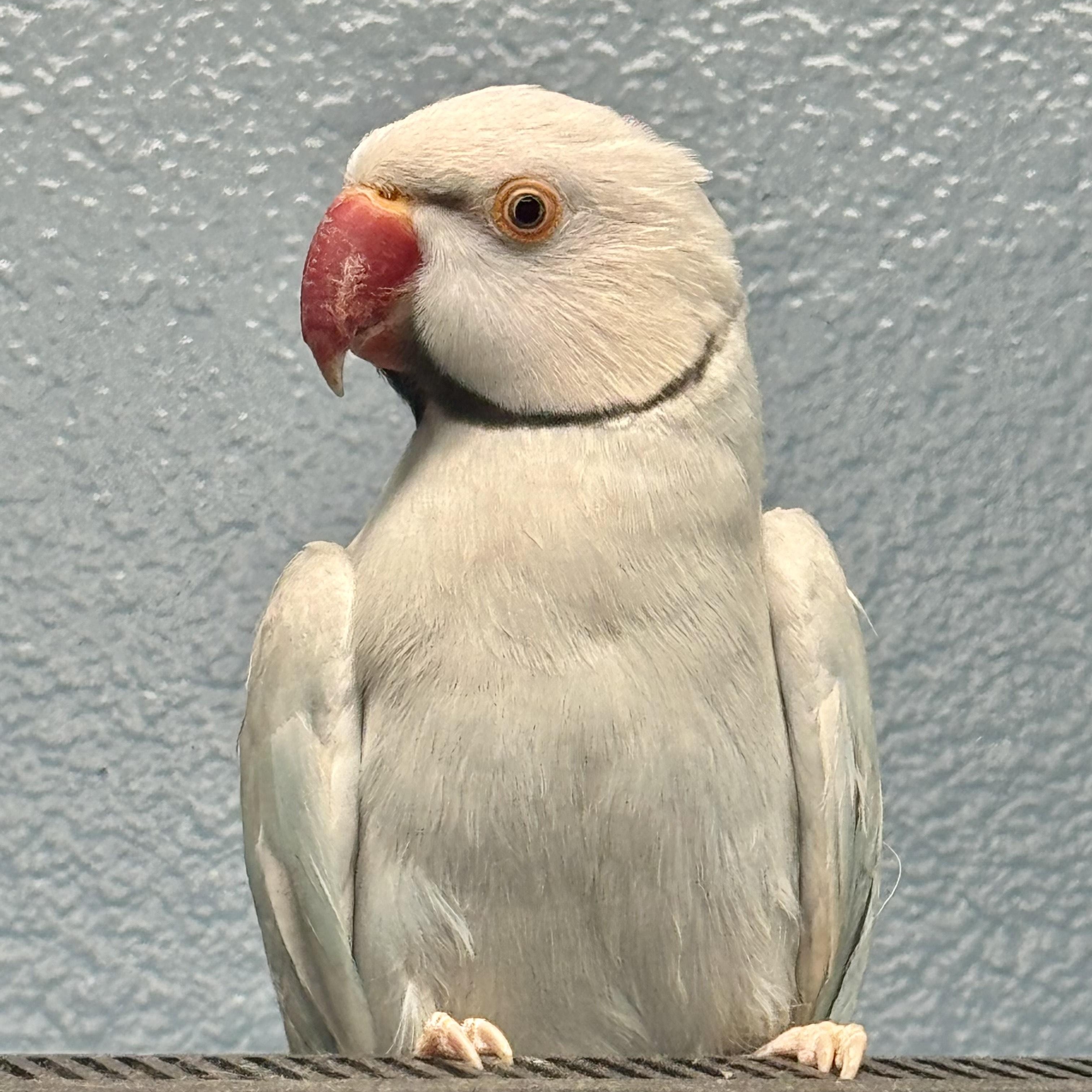 Sky, Adoptable, Adult Male Ringneck / Psittacula.